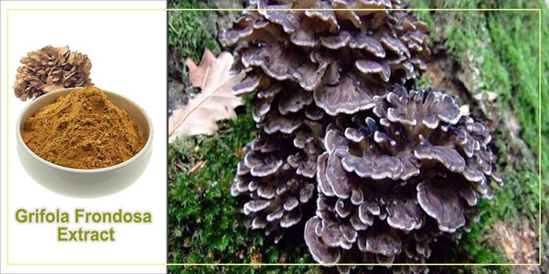 product-1-1 Grifola Frondosa Extract Powder