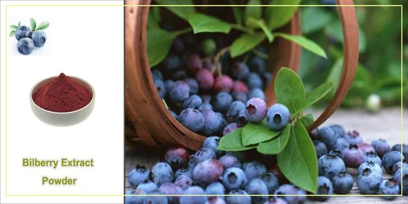Bilberry Extract Powder