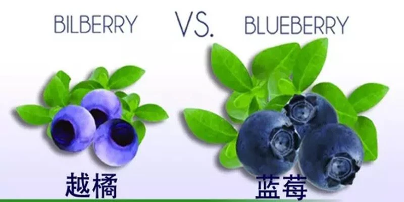Bilberry Extract Powder VS